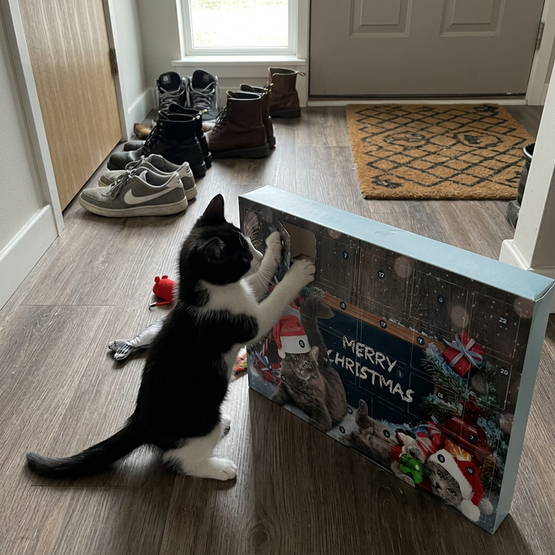 @two.blackcats